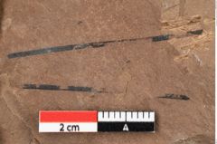 Foto (Detailansicht) von Pinus praesilvestris Ettingshausen (NHMW-GEO-2024-0188-0244a)